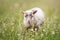 Small ouessant or Ushant sheep lamb grazing on green spring grass