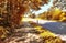 Small ountryside street in at an autumn forest with golden and brown trees