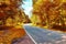 Small ountryside street in at an autumn forest with golden and brown trees