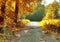 Small ountryside street in at an autumn forest with golden and brown trees