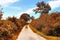 Small ountryside street in at an autumn forest with golden and brown trees