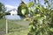 Small ovaries of pear on tree branch. Pear branch with young fruits Spring time in the orchard garden Selective focus