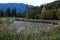 Small overgrown mountain pond surrounded by trees