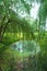 Small overgrown pond in the forest with swans