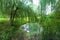 Small overgrown pond in the forest with swans