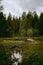 Small overgrown and weedy pond with an evergreen forest in the background