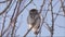 A small owl Eurasian pygmy owl, Glaucidium passerinum looking and winking