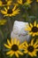 Small owl figurine between rudbeckia flower blooms