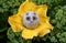 A small owlet made of wool with beady eyes and a beak made of plastic in light colors