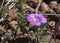 Small Oxalis plant species with purple flower