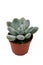 Small `Pachyphytum Oviferum` succulent plant in flower pot on white background