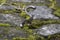 Small Pacific Longtail Snake on Ground Low Angle View