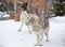 A small pack of three Eastern timber wolves