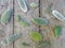 Small pads of the cactus opuntia microdasys, commonly known as bunny ears cactus, on a wooden table