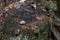 Small painted stones can be found in  unusual places like here in the forest