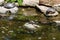 Small Painted Turtle on a Rock