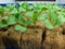 Small pakcoy in hydroponic. Lettuce Small Plants in Hydroponic culture