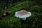 A small pale mushroom in the moss