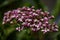 Small pale pink flowers of tall bush of Limonium