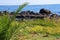 Small palm leaves, green leaves and black large volcanic stones and the sea in the background