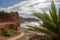 Small palm tree in the cove sa caleta of Ibiza