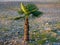 A small palm tree on a pebbly shore. Tree growth. resort region. Warm weather. palm tree cultivation