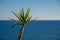 Small Palm Tree Sways In Wind Against Blue Sky and Sea Horizon Corfu, Greece.