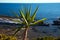 Small Palm Tree Sways In Wind Against Blue Sky and Sea Horizon Corfu, Greece.