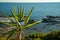 Small Palm Tree Sways In Wind Against Blue Sky and Sea Horizon Corfu, Greece. On Palm Tree Lies Plastic White Bank Card