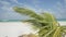 Small palm tree in a tropical beach