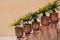 Small palm trees in flower pots