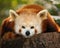 A small panda (firefox)