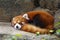 Small Panda red Panda.