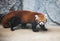 Small Panda Red Panda