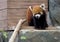 Small Panda (red Panda).