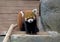 Small Panda (red Panda).