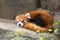 Small Panda (red Panda)