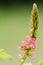 Small panicle of pink flower in meadow