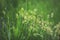 Small panicles of flowers spring summer glow in the sun field meadow