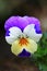 Small pansy or violet flower in various colors