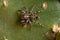 Small Pantropical Jumping Spider