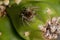 Small Pantropical Jumping Spider