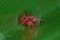 Small Pantropical Jumping Spider preying on a Red House Spider