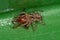 Small Pantropical Jumping Spider preying on a Red House Spider