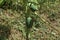 A small Papaya tree stem with two immature papayas