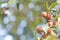 Small paradise apples among the leaves on a tree branch