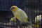 Small parakeet with yellow feathered inside the cage. Sitting on the branch closeup side view with blurred background.