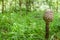 Small parasol fungus in forest