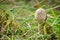 Small parasol fungus on meadow