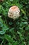 small parasol mushroom in the grass